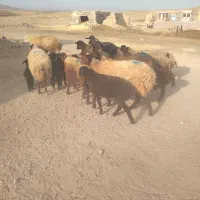 ۹راس میش وبره جفتی ۳۵