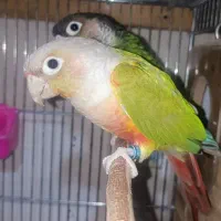 گرینچیک سرلاکی و دونخور|پرنده|مبارکه, |دیوار