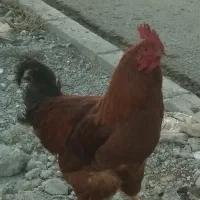 خروس|حیوانات مزرعه|نوشین شهر, |دیوار