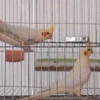 جفت مولد و جوجه عروس هلندی سرلاکی|پرنده|مرند, |دیوار