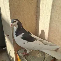 خال سیاه ماده