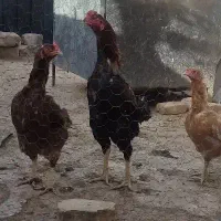 تخم لاری