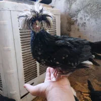 مرغ و خروس . تاقچه لهستانی|حیوانات مزرعه|مشهد, كنويست|دیوار