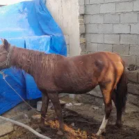 اسب مادیون شادگان