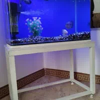اکواریوم 80 سانتی