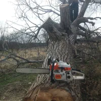 خریدار چوب باغات