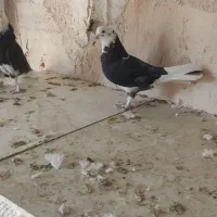 کبوتر شازده مشکی|پرنده|خمینی‌شهر, |دیوار