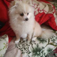 پامر روباهی 6 ماهه|سگ|دهاقان, |دیوار