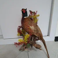 پرنده قرقاول|صنایع دستی و سایر لوازم تزئینی|بابلسر, |دیوار