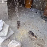 سه عدد جوجه بوقلمون