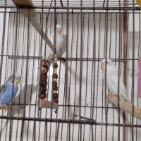 3عددمرغ عشق