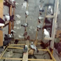 کبوترپرشی|پرنده|نوشهر, |دیوار