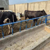 فروش گوساله هلشتاین و سیمینتال۳۰۰تا ۴۰۰کیلو|حیوانات مزرعه|تهران, حسن‌آباد|دیوار