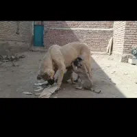 واگذاری ماده گمشد دوستان|سگ|فیروزآباد (آذربایجان), |دیوار