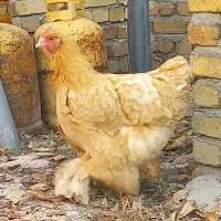 تک مرغ برهما|حیوانات مزرعه|تهران, جیحون|دیوار