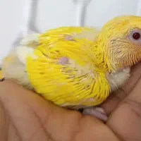 انواع پرنده معاوضه با قناری|پرنده|بیرجند, |دیوار