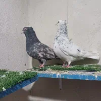 کفتر دم سفید قرچک