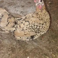 مرغ مینیاتوری و مرغ سلطان