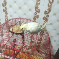 عروس|پرنده|سنگدوین, |دیوار