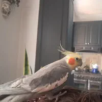 عروس نر سخنگو دستی