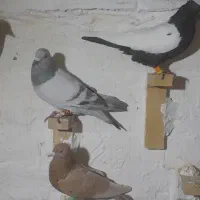 نرسوراخ