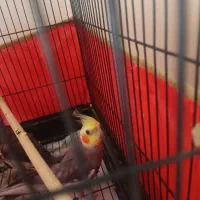 عروس هلندی دستی نر