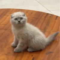 بچه گربه اسکاتیش فولد سیامی