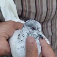 کفتر هوایی ناجلد|پرنده|قم, نخودی|دیوار
