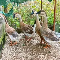 قوغاز آفریقایی