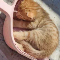 واگذاری رایگان گربه