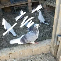 دوتا کبوتر