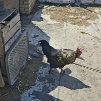 خروس مرند قرسی