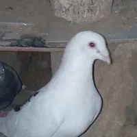کبوتر رنگی        آلمانی