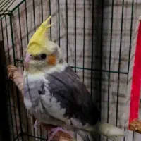 عروس هلندی ابلغ|پرنده|قم, انسجام|دیوار