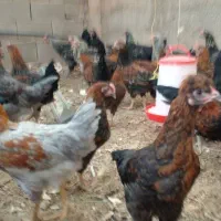 مرغ نیمچه  سه ماهه بلک استار و گلپایگانی|حیوانات مزرعه|پاکدشت, پاکدشت (مامازند)|دیوار