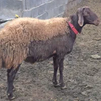 قوچ وبره‌قوچ همو. میش وشیشک همو وهترو