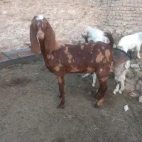 بز بزغاله کاموری سانن پاکستانی گلابی