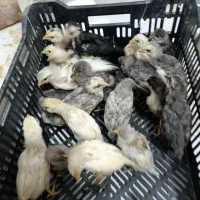 جوجه قوغاز . جوجه مرغ گلین چناران|حیوانات مزرعه|مشهد, شهرک امام هادی (شهرک غرب)|دیوار