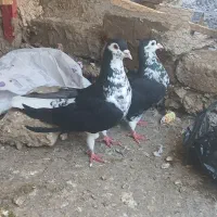 کفتر ساده افشون نروماده