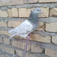 کله سبز و سوسنی