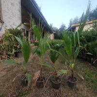 پایم ها سطح 4 موجود است