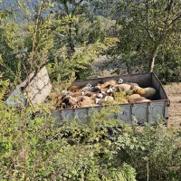 فروش گوسفند،بره،میش(نمایشگاه دام استان مازندران)|حیوانات مزرعه|ساری, |دیوار