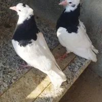 طوقی سیاه|پرنده|میاندوآب, |دیوار