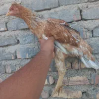 نوچه لاری معاوضه با خروس لاری و بوقلمون جوجه|حیوانات مزرعه|زابل, |دیوار