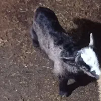 بزغاله|حیوانات مزرعه|چابکسر, |دیوار