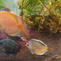 ماهی دیسکس|ماهی|مشهد, ایثار|دیوار