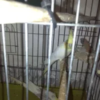 یک جفت عروس هلندی. لیتینوالمینوبا۵جوجه یکجا