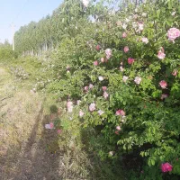فروش-1000متر-زمین-مناسب-احداث-باغ