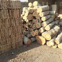 برش و هرس و خرید و فروش درختان باغی و جنگلی