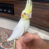 عروس هلندی وکوتوله بریزیلی